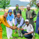 Tree Planting